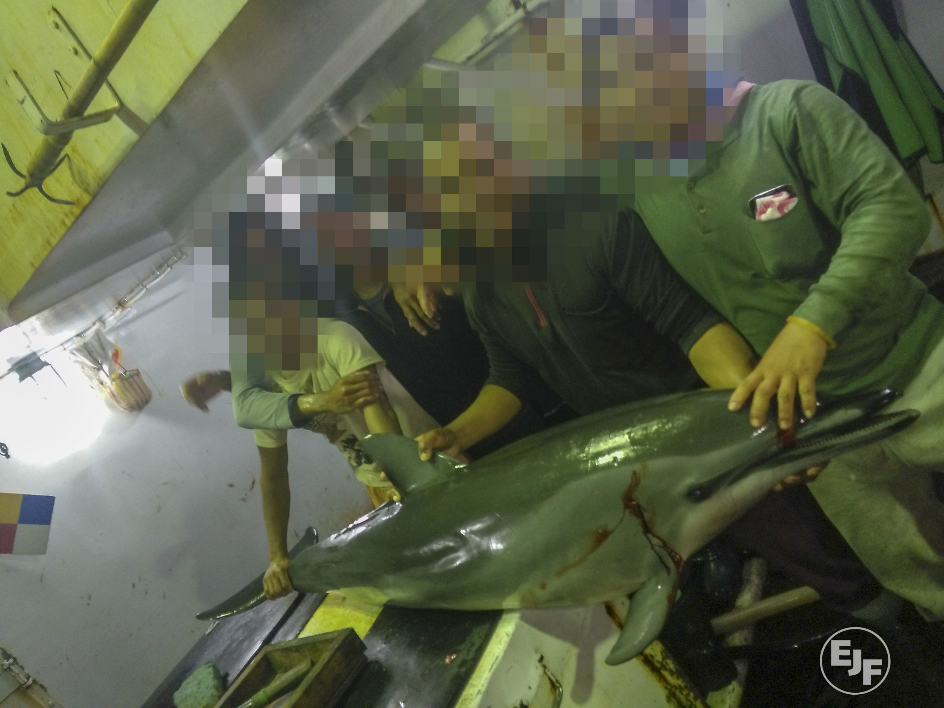 EJF deckt illegales Hai-„Finning“ und die Tötung von Delfinen und Schildkröten in Taiwans Exportindustrie für Thunfisch auf