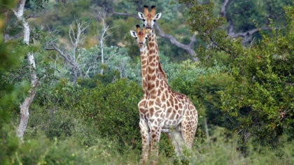 World Wildlife Day: Protect nature to protect people