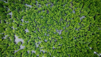 Held*innen des Ozeans: Blue Carbon nutzen