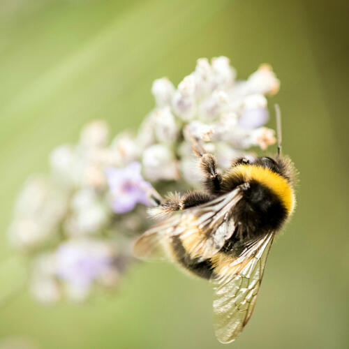 Beyond Honey: Five reasons to protect our bees