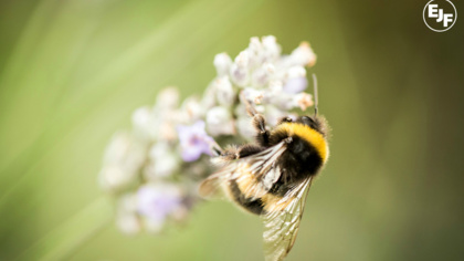 Bee Coalition welcomes new opportunities for bees with reshuffle