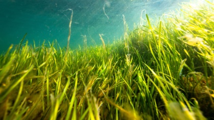 ‘Blue carbon’ report and open letter delivered to leaders: Ocean protection is key to climate policy