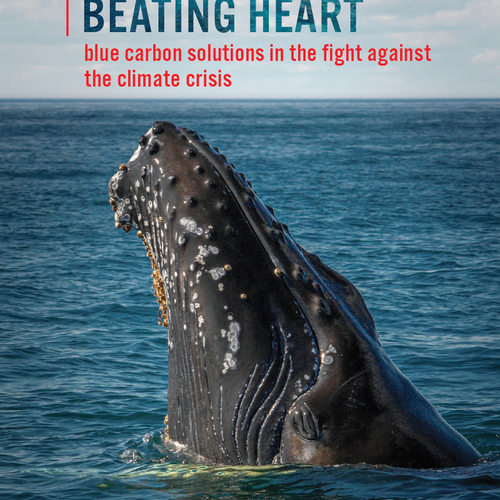 Our Blue Beating Heart: „Blauer“ Kohlenstoff im Kampf gegen die Klimakrise