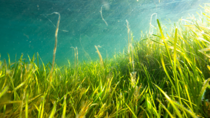 „Blue Carbon“-Brief an Politiker*innen: Meeresschutz ist entscheidend für Klimapolitik