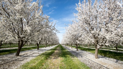 Waitrose Removes Three Neonicotinoids From Supply Chain