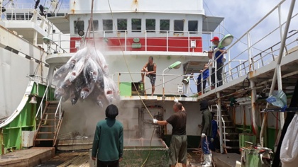 奴隷労働・違法操業漁業による水産物の日本市場への混入の可能性