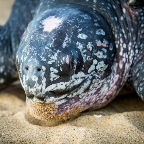 Notes from the field: turtle conservation up close