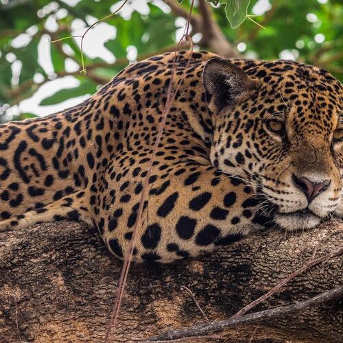 Schutz des Pantanals