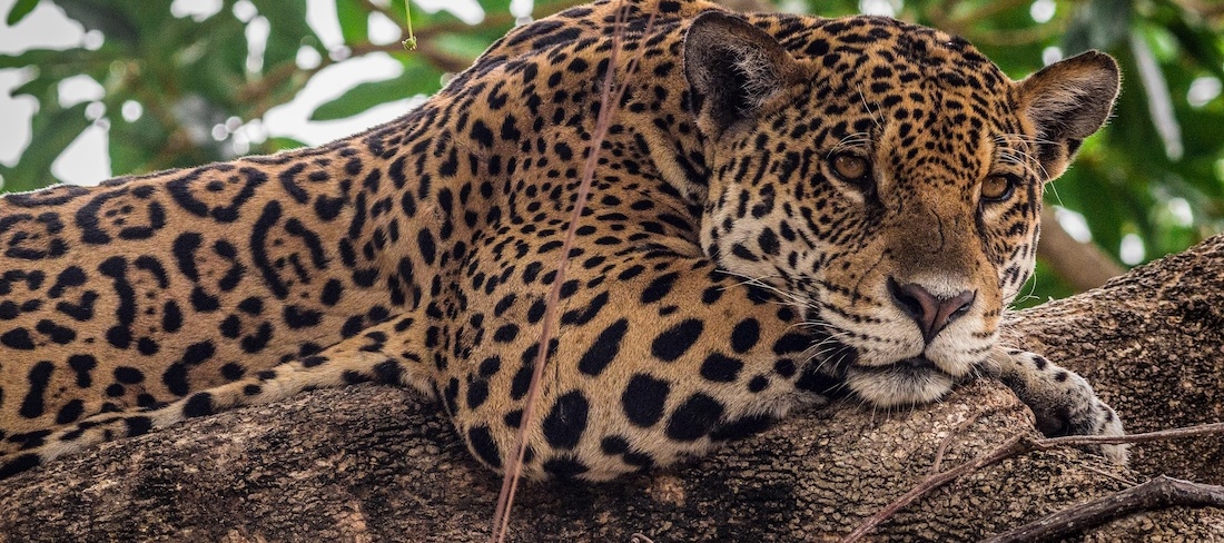 Close in a jaguar resting on tree
