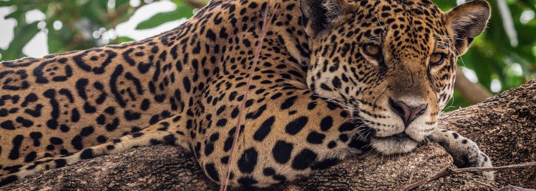 Protecting the Pantanal