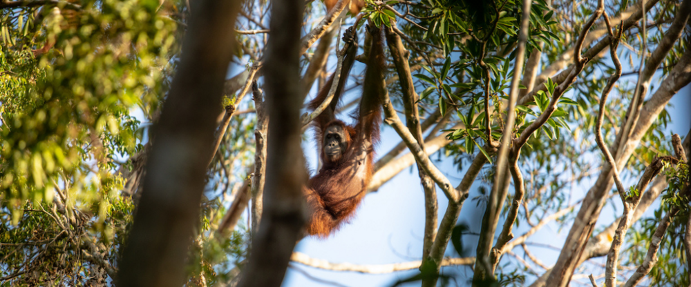 Orang utan