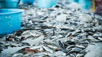 EJF: New international treaty is serious blow to pirate fishing