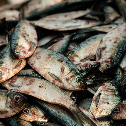 US risks driving destruction and abuse with seafood imports: Will Biden act?