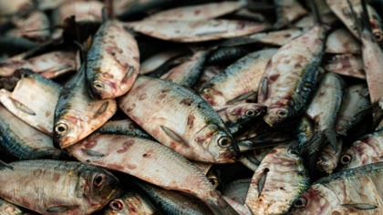 US risks driving destruction and abuse with seafood imports: Will Biden act?