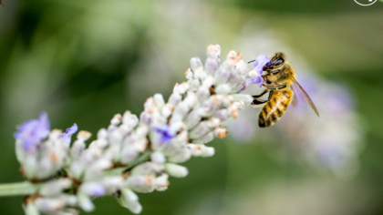A Bee Beacon: Wales leads the way in pollinator protection