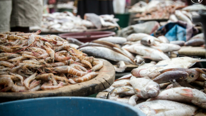Leading businesses, NGOs and experts identify solutions to secure global seafood supplies