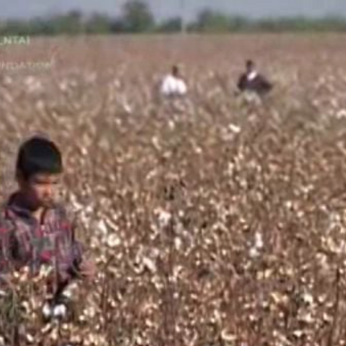 Cotton: child labour and human rights abuses