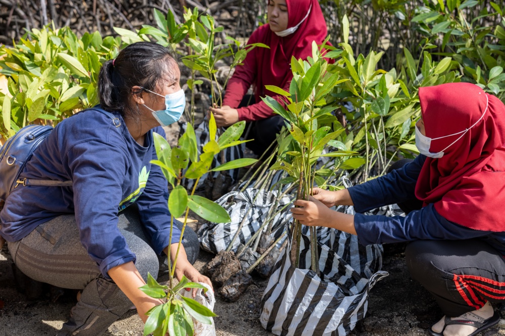 Mangroves EJF