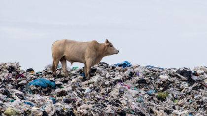 Wir essen unseren Planeten: COP26-Ankündigung zu Landwirtschaft und Ernährung greift zu kurz