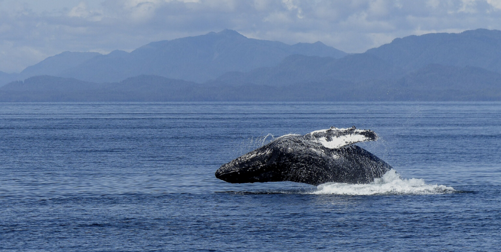 Whale jump