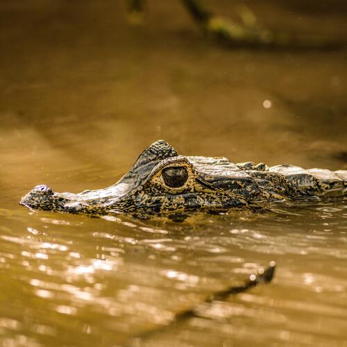 A wetland under siege: is the Pantanal a paradise lost?
