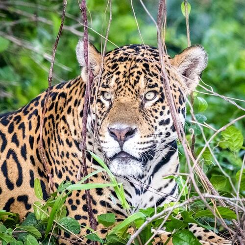 Ein Feuchtgebiet im Notzustand: Ist das Pantanal ein verlorenes Paradies?