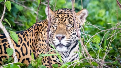 Ein Feuchtgebiet im Notzustand: Ist das Pantanal ein verlorenes Paradies?