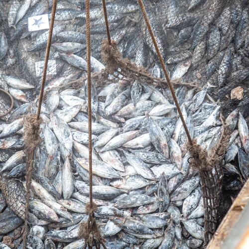 Ungenaue Meldungen über Fangmengen zuzulassen, gefährdet die Fischerei und schadet dem Ansehen der EU