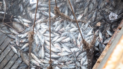 Allowing inaccurate catch reporting will endanger fisheries and damage EU standing