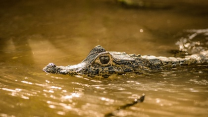 Wir müssen unsere Beziehung zur Natur wiederherstellen, um eine weitere Pandemie zu verhindern