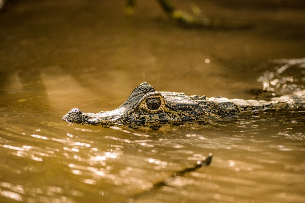 Kaiman in einem Fluss in brasilianischen Pantanal EJF