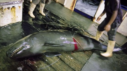 Global impact of illegal fishing and human rights abuse in China’s vast distant water fleet revealed