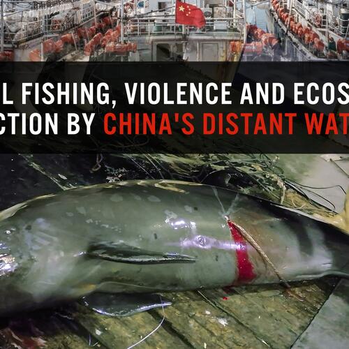 Illegal fishing, violence and ecosystem destruction by China's distant water fleet