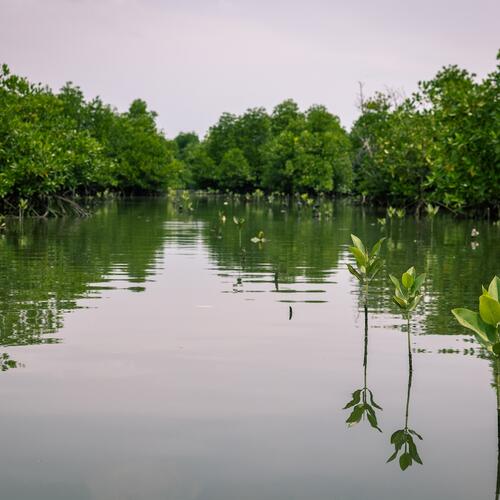 Wie Mangroven uns und unsere Erde schützen