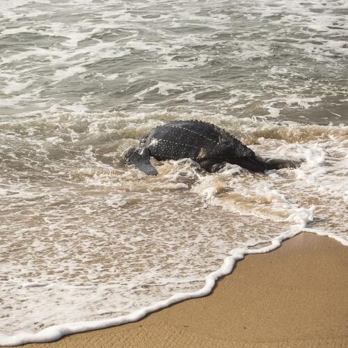 EJF im Einsatz: Meeresschildkröten erfolgreich schützen