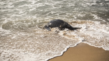 EJF im Einsatz: Meeresschildkröten erfolgreich schützen