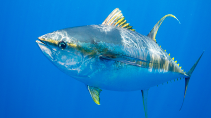 Jeder Fisch zählt: Keine erlaubten Falschmeldungen von Fängen