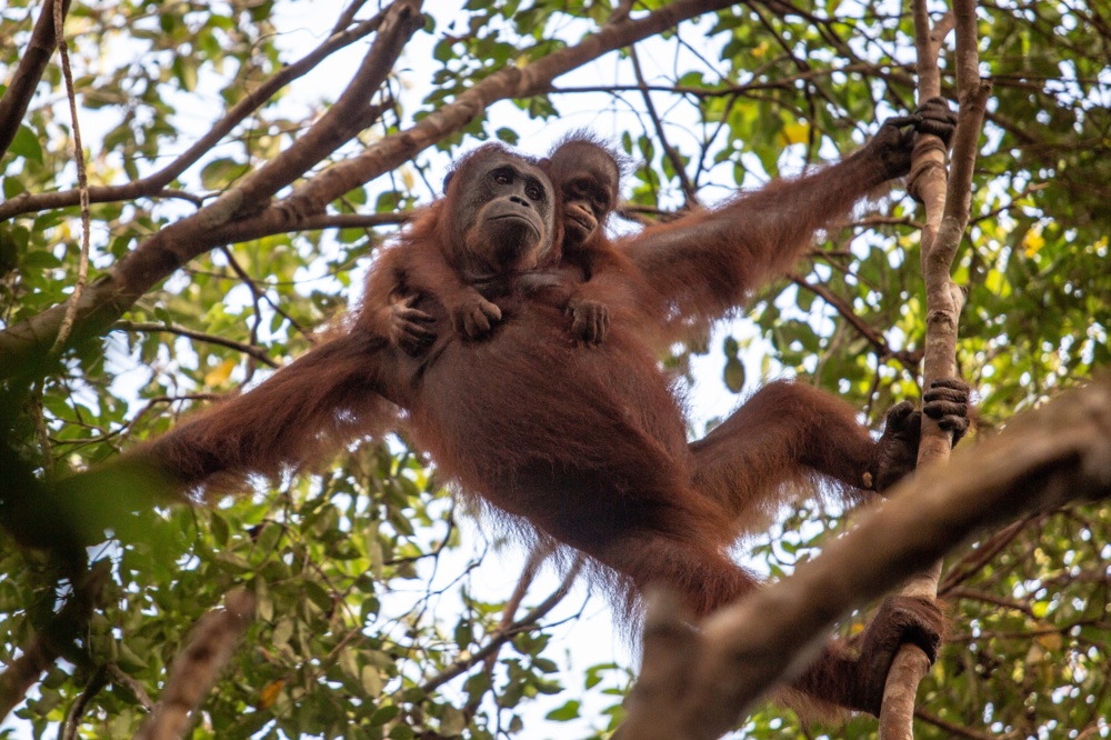 Adult orangutan carrying young orangutan
