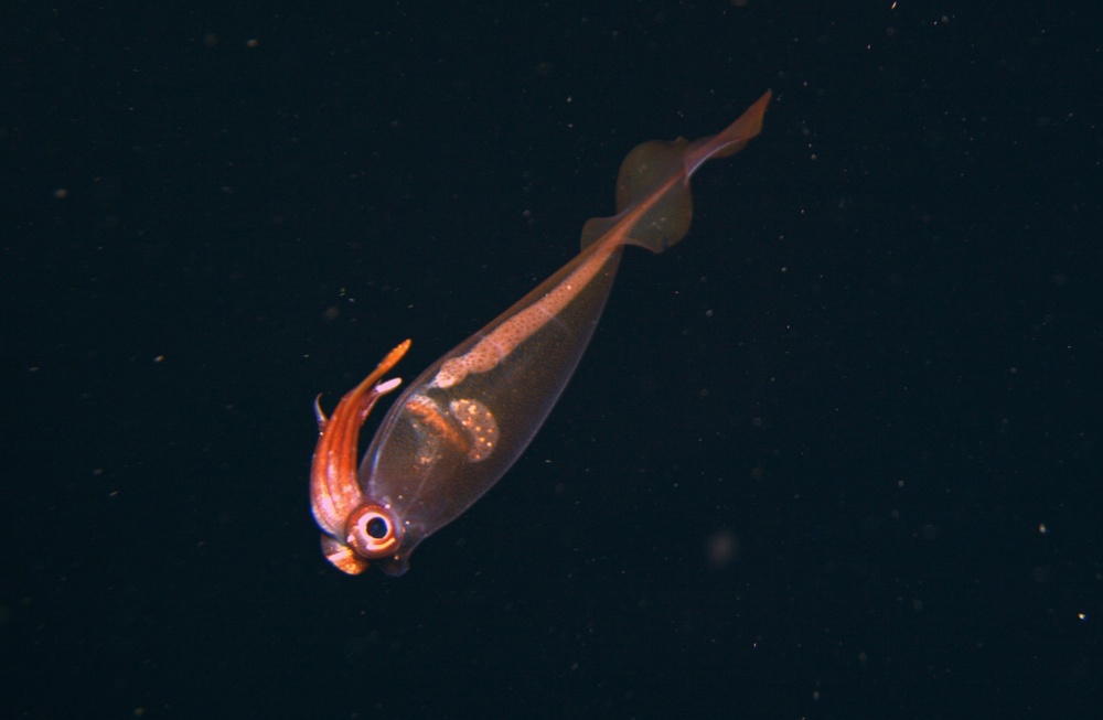 NOAA cockatoo squid