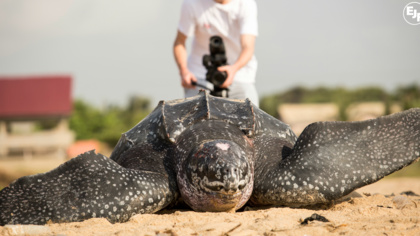 My marathon run for turtles