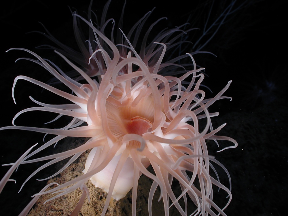 NOAA Image- Deep sea anemone