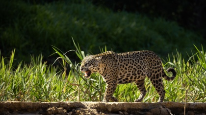 World Animal Day: Protecting our shared future