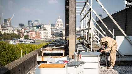 Filming bees: An insight into the buzzing world of our precious pollinators