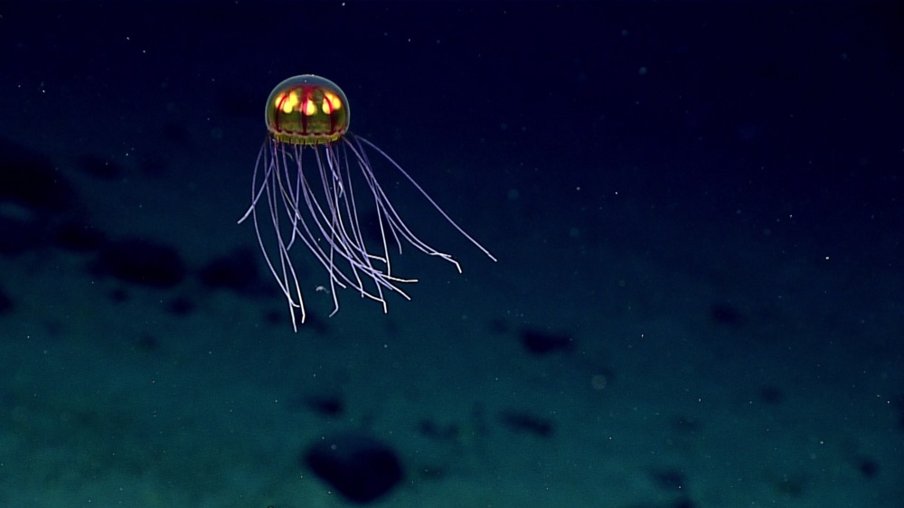 NOAA deep sea jellyfish