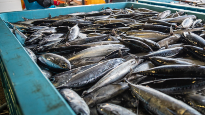 Falschmeldungen von Fängen durch EU-Schiffe bedrohen den Ozean und verstoßen gegen internationales Recht