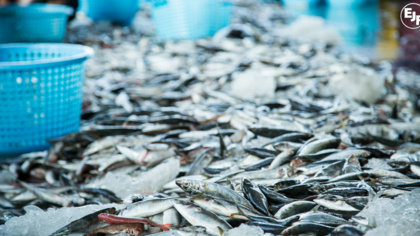 EU to ban fish imports from Sri Lanka for illegal fishing