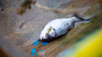 EU sanctions on Cameroon reflect an urgent need for fisheries reform