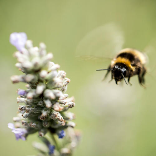 EJF and PAN UK Commend the Parliamentary Report on Bee-Harming Pesticides