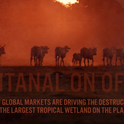 „Pantanal On Offer“: Wie die Klimakrise und globale Märkte das Pantanal zerstören
