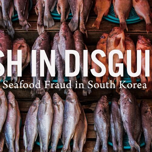 Fish in Disguise: Seafood Fraud in South Korea